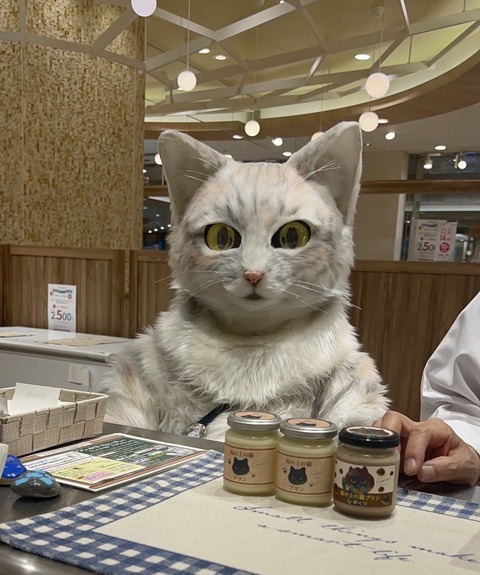 働き者の猫のミクちゃん カータンblog あたし 主婦の頭の中 Powered By ライブドアブログ