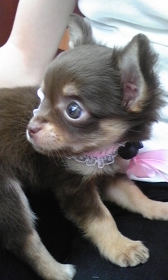 あたし・主婦の頭の中