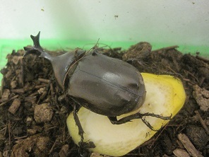 あたし・主婦の頭の中