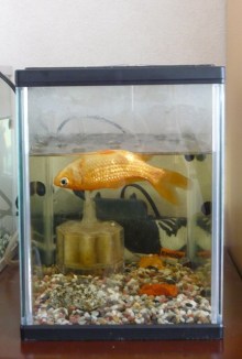 あたし・主婦の頭の中