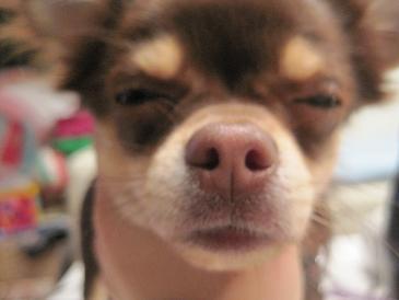 あたし・主婦の頭の中