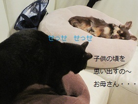 あたし・主婦の頭の中