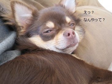 あたし・主婦の頭の中