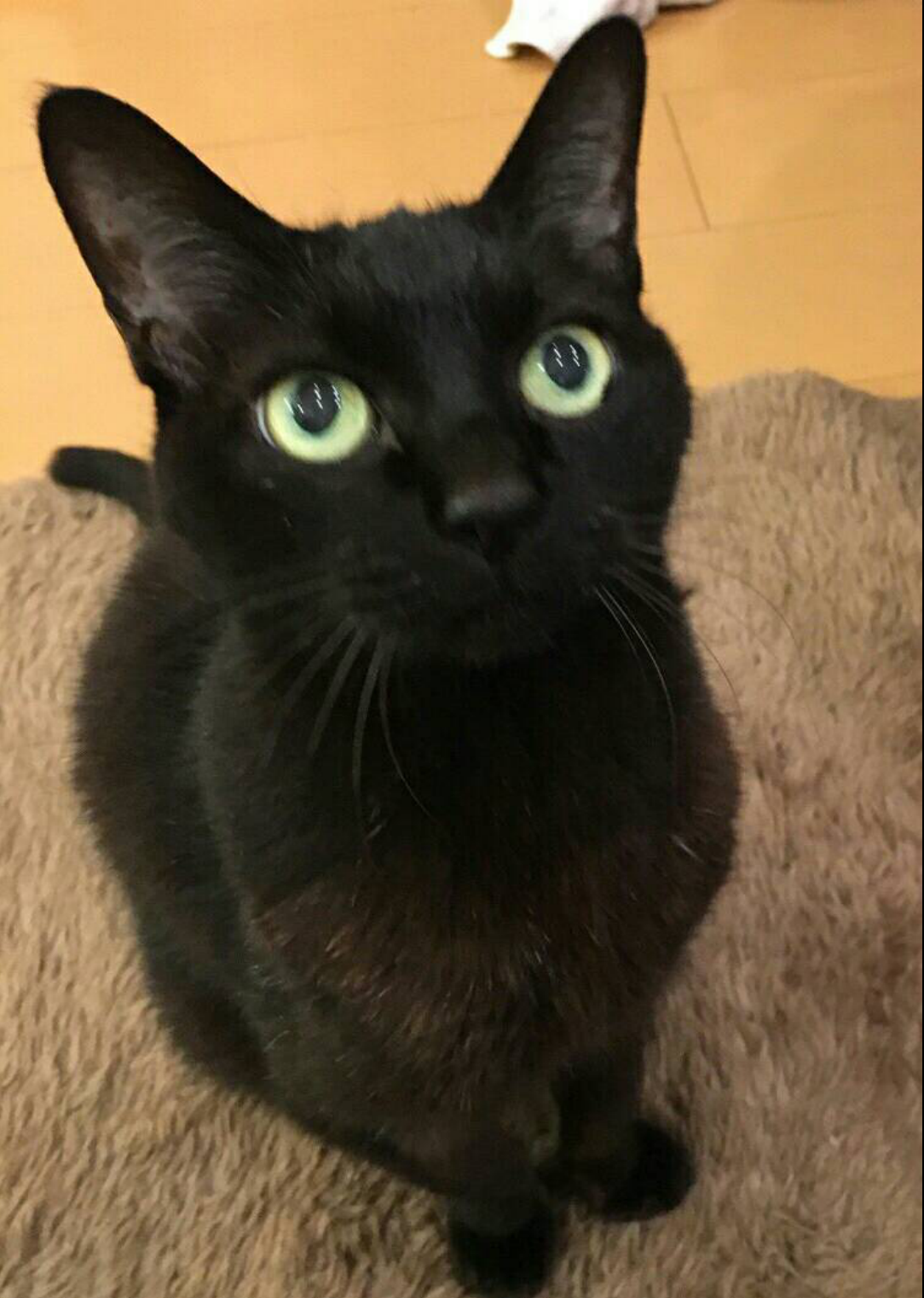 今日は猫の日 西原理恵子さんの 猫カフェ風俗論 カータンblog あたし 主婦の頭の中 Powered By ライブドアブログ 今日は猫の日 西原理恵子さんの 猫カフェ風俗論 カータンblog あたし 主婦の頭の中 Powered By ライブドアブログ