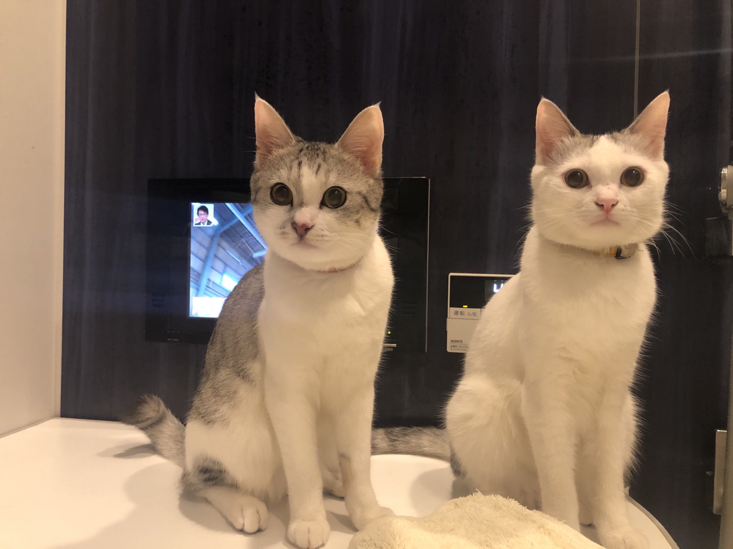 お風呂が大好きな猫たち カータンblog あたし 主婦の頭の中 Powered By ライブドアブログ