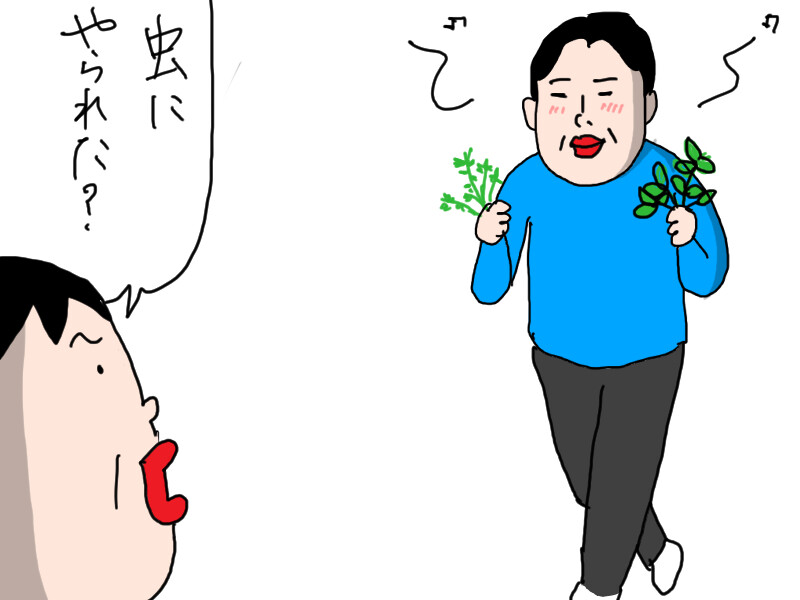 夫のハーブ畑（2）新たな試み : カータンBLOG あたし・主婦の頭の中