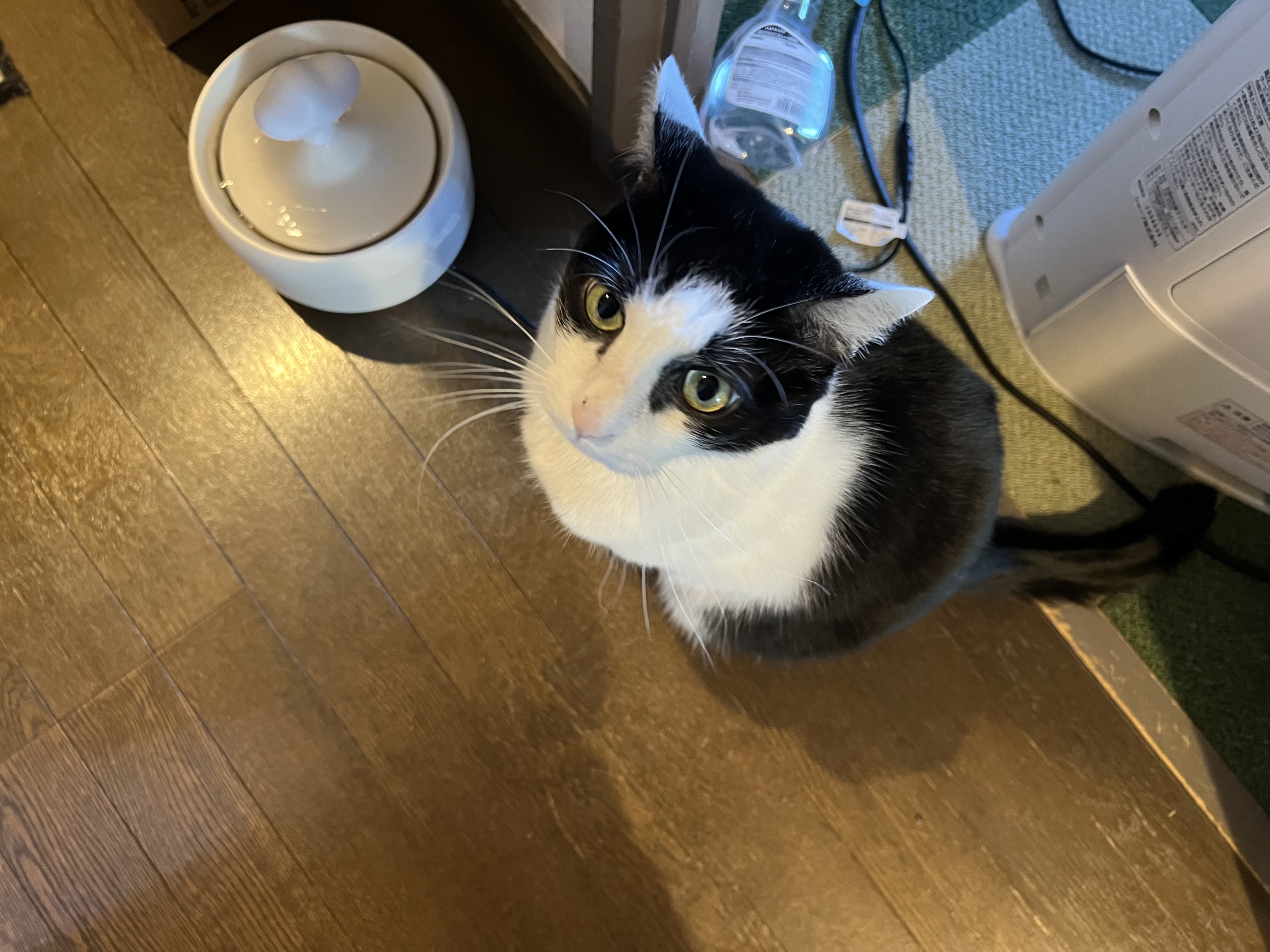 久しぶりのねこ3＋1 : カータンBLOG あたし・主婦の頭の中 Powered by