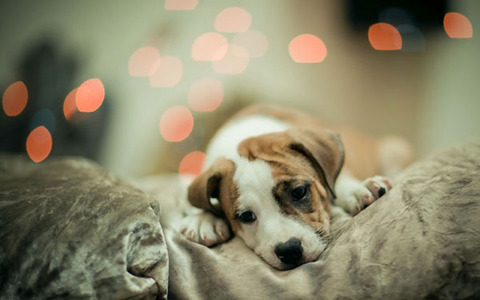 wallpaper-beautiful-dog-11