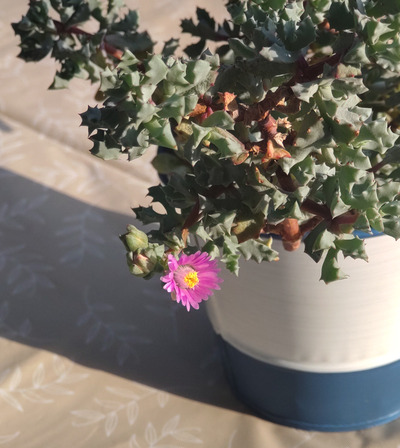琴爪菊が咲いた(^ω^) : ベランダ多肉育成日記 リリ's farm.*｡:+°