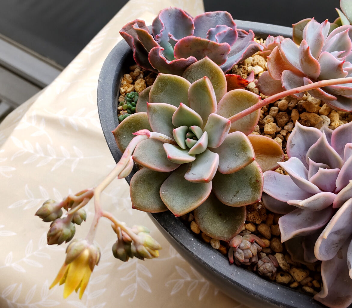 新入荷 キラニシキ XJB673×24苗 抜き苗 多肉植物 詰め合わせ