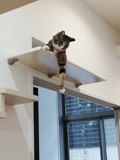 キャットウォーク 体験中