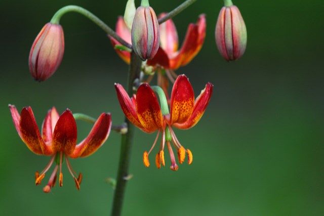 三枝・やすしの花マル家族