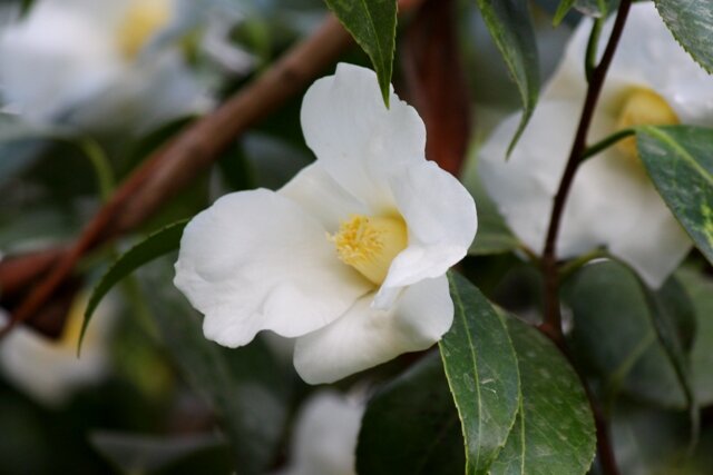☆さっぽろ百合が原公園 四季の花 : 白侘助(しろわびずけ)。