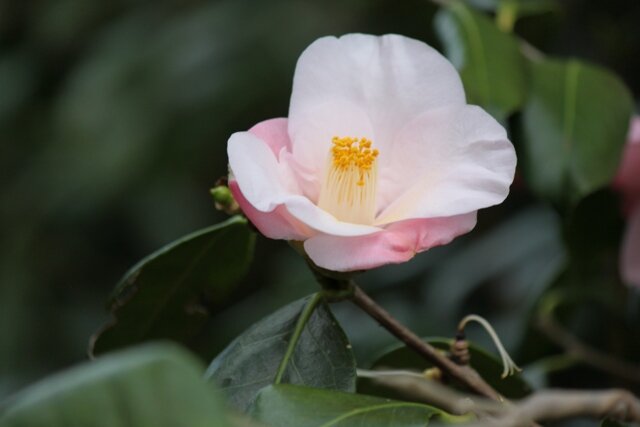 ☆さっぽろ百合が原公園 四季の花 : 妙名(わかな)。