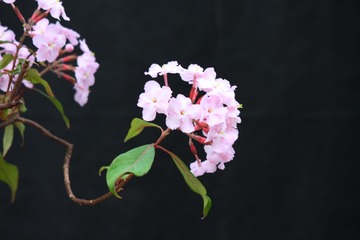 R2-3-24 ¡¥ë¥¯¥ê¥¢ ¥Ô¥ó¥±¥¢¥Ê_359