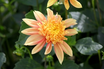 R1-11-8 ¦¤ä¤Þ¤¥ª¥ì¥ó¥¸¥Ñ¥Õ_024