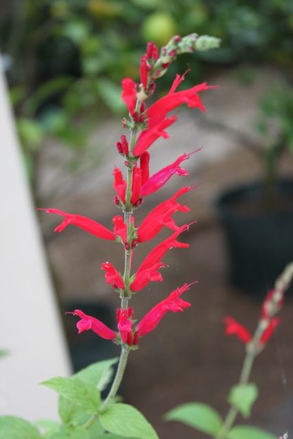 スカーレットパイナップル さっぽろ百合が原公園 四季の花