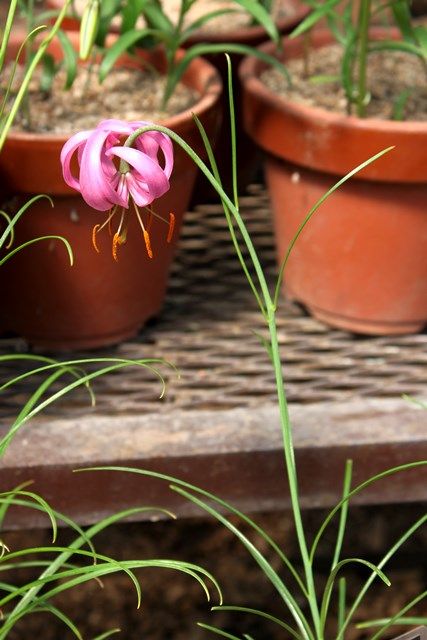マツバユリ さっぽろ百合が原公園 四季の花