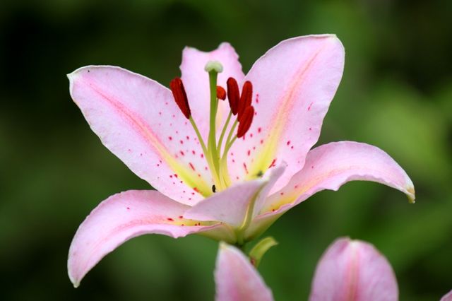 ルレーブ さっぽろ百合が原公園 四季の花