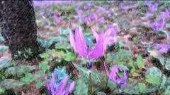 H28-4-27 ¦±º±±¿À¼Ò_¥«¥¿¥¯¥ê