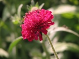 H20-6-13 花車葉草3