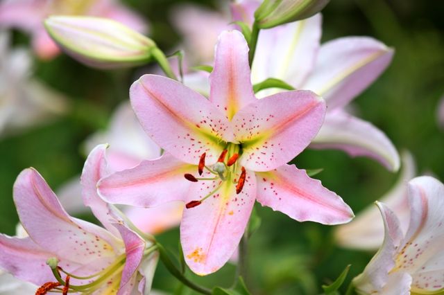 ルレーブ さっぽろ百合が原公園 四季の花