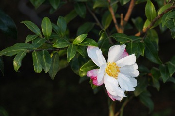R2-3-22 ¡Í´õ_262