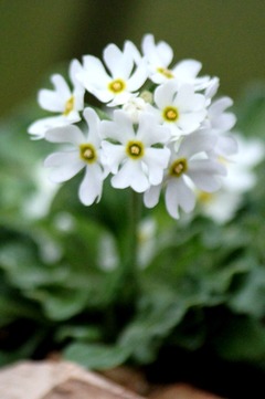 H28-4-29 ¥¥·¥í¥Ð¥Ê¥æ¥¥ï¥ê¥³¥¶¥¯¥é