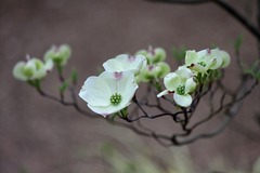 H28-4-23 £¥Ï¥Ê¥ß¥º¥ ¥¯¥é¥¦¥É¥Ê¥¤¥ó