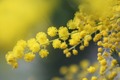H24-2-28 ミモザ5