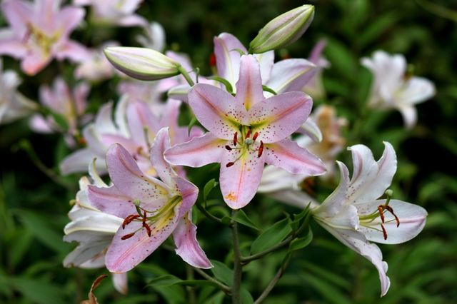 ルレーブ さっぽろ百合が原公園 四季の花