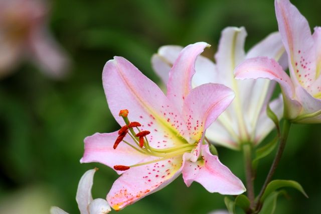 ルレーブ さっぽろ百合が原公園 四季の花
