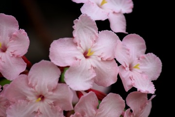 R2-3-24 ¥¥ë¥¯¥ê¥¢ ¥Ô¥ó¥±¥¢¥Ê_364