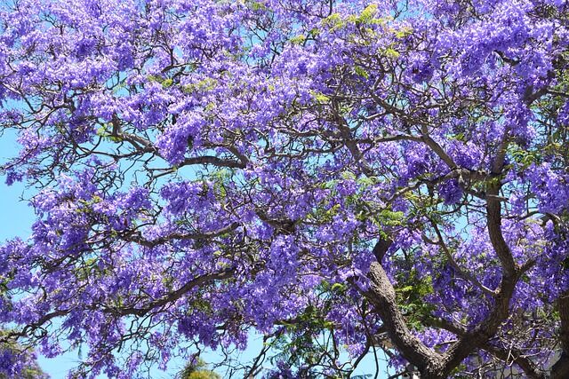ペルーで世界三大花木を見つけよう ジャカランダ ホウオウボク カエンジュ 南米ペルーでガイドしています