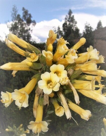 ペルーの国花はカンツゥータ その赤と黄色の花の伝説が美しすぎる 南米ペルーでガイドしています ペルーの国花はカンツゥータ その赤と黄色の花の伝説が美しすぎる 南米ペルーでガイドしています