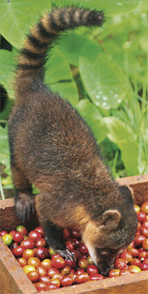 ハナグマの糞コーヒー 1杯8000円 ペルーのカフェミーシャが世界一高価なコーヒー 南米ペルーでガイドしています ハナグマの糞コーヒー 1杯8000円 ペルーのカフェミーシャが世界一高価なコーヒー 南米ペルーでガイドしています