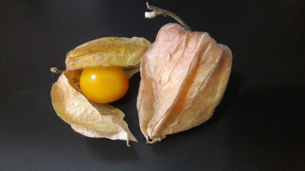 ゴールデンベリーといわれる 食用ホオズキ の素晴らしい7つの効能とは 南米ペルーでガイドしています ゴールデンベリーといわれる 食用ホオズキ の素晴らしい7つの効能とは 南米ペルーでガイドしています