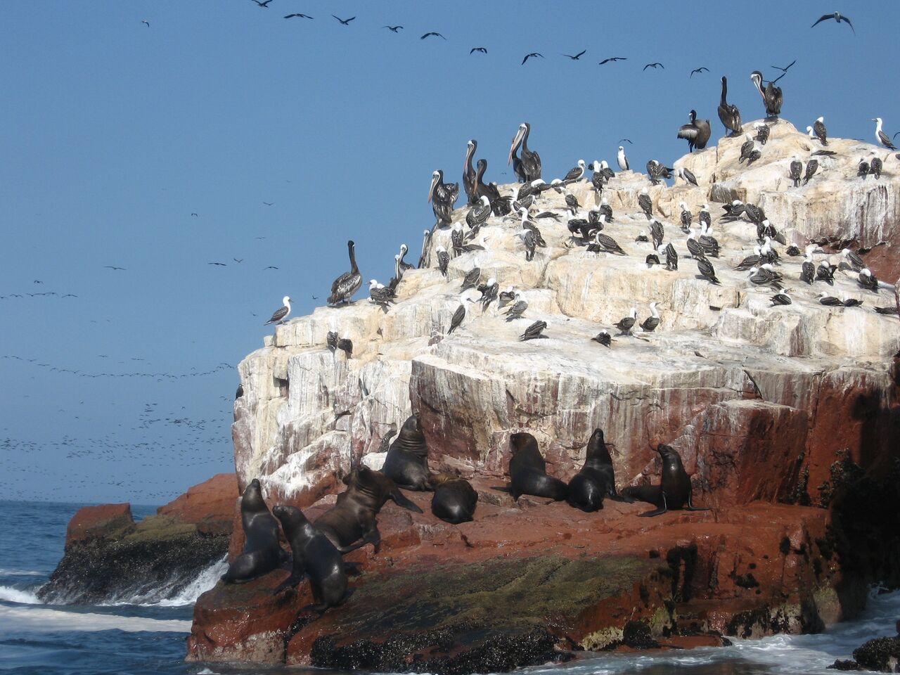 ペルー【バジェスタス島】はリトルガラパゴス諸島～海鳥の多さに