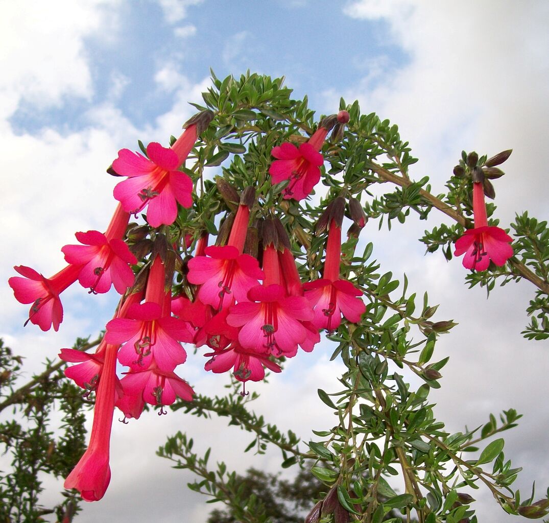 ペルーの国花はカンツゥータ その赤と黄色の花の伝説が美しすぎる 南米ペルーでガイドしています