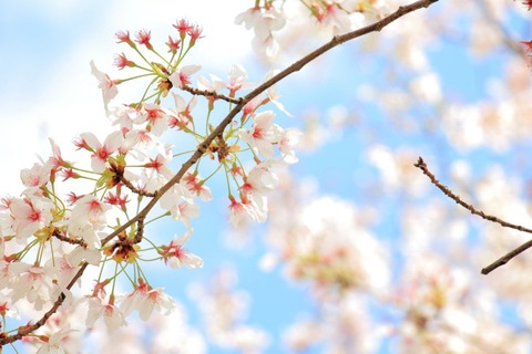 sakura-1024x683