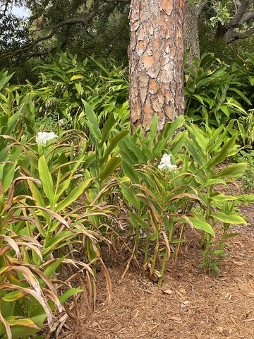 (参考写真）ハナシュクシャ
