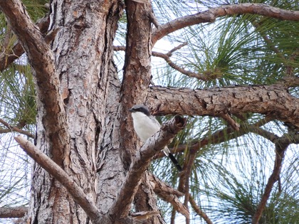 お誕生日おめでとう、スーパーマン!