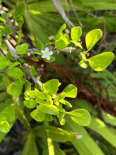 参考写真の白いお花