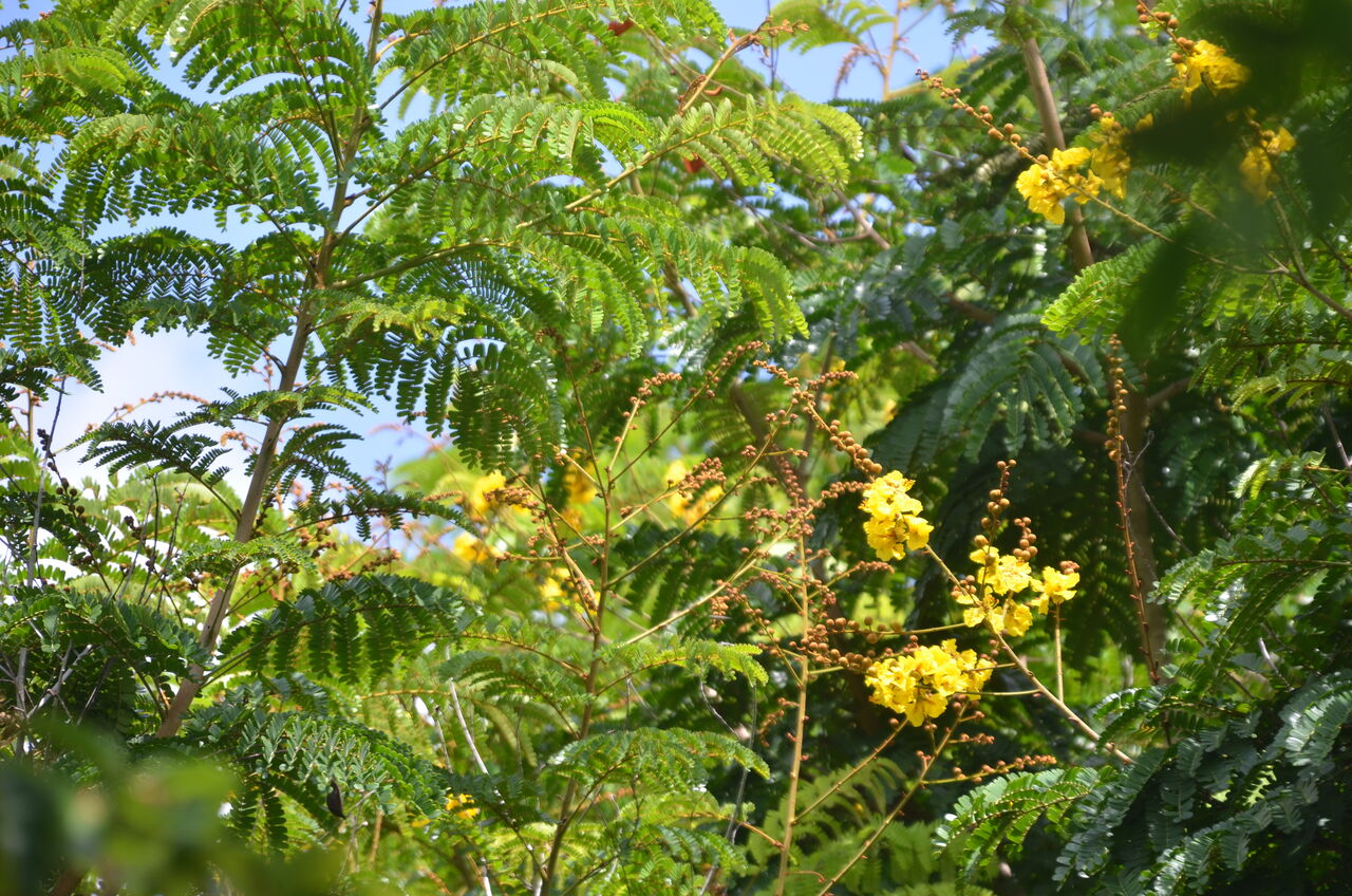 ウェールズ州ニューポートの花の隣にマリファナが植えられている