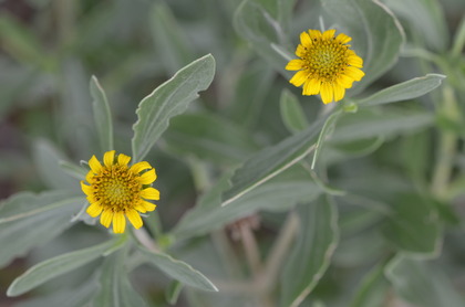 シー オックスアイ キク科ボリキア属 青い郊外の空の下 黄色と緑のセロファンの花たち