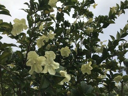 ポルノ映画がオスカーを獲得?