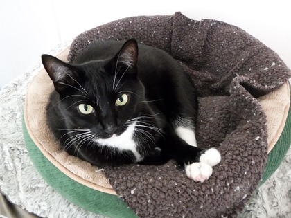 非常に珍しい青いロブスターに関する 5 つの興味深い事実