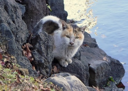 いたずら: 奇術師のトリックが街の人々を怖がらせ、感動を与える