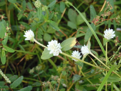 バスほどの大きさのワニがかつて地球に生息していた