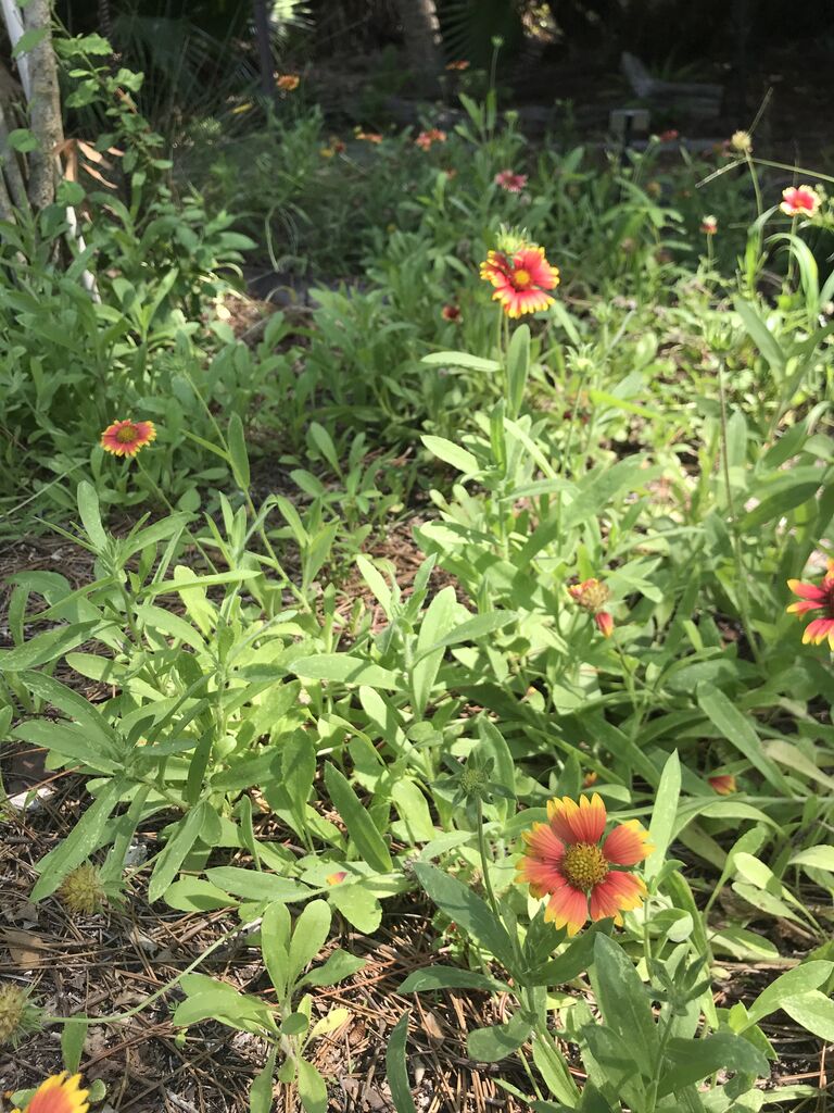 天人菊 テンニンギク 青い郊外の空の下 黄色と緑のセロファンの花たち